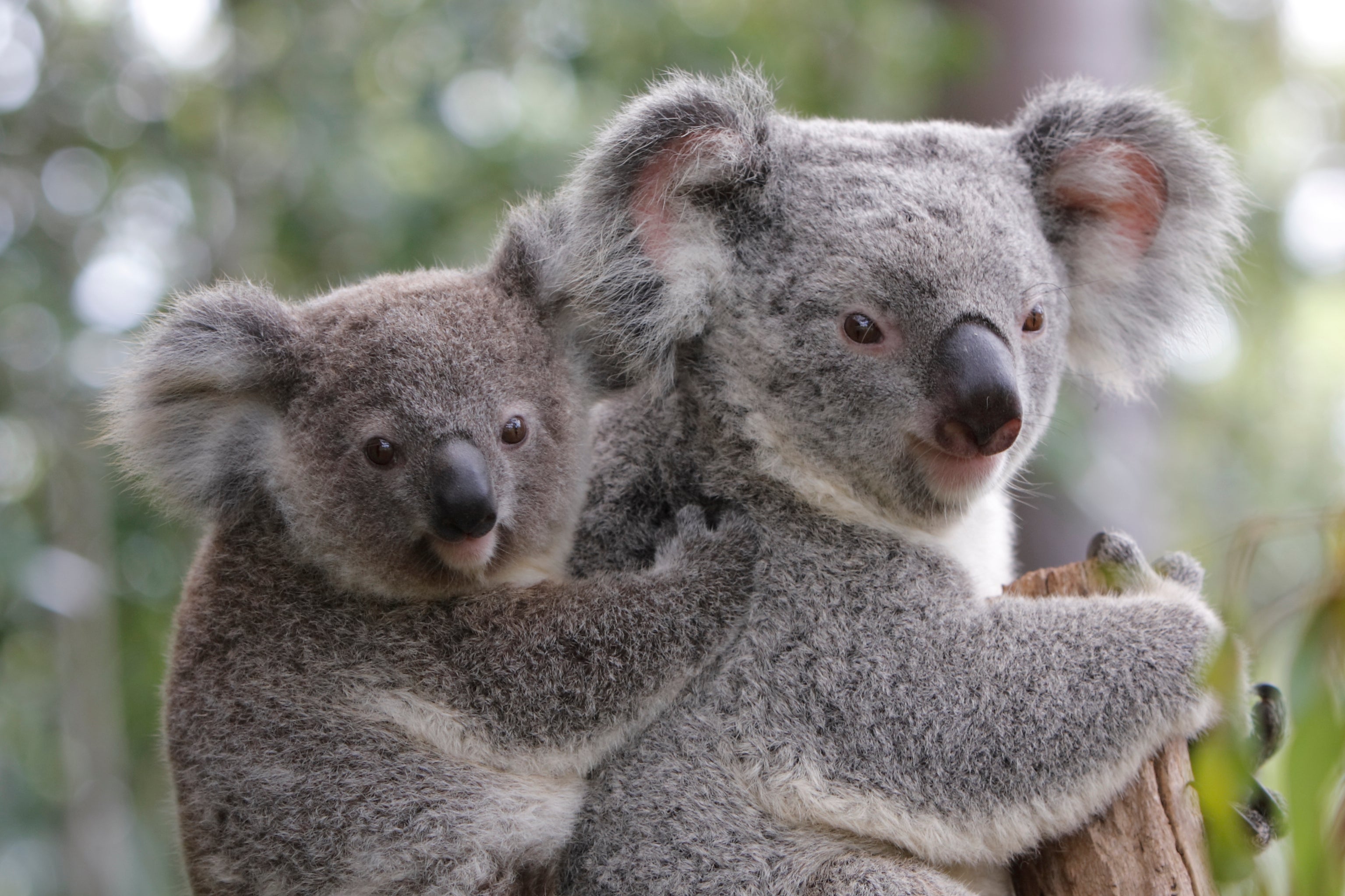 Позвоночные животные коалы