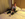 Winston clearly enjoys hotel living!