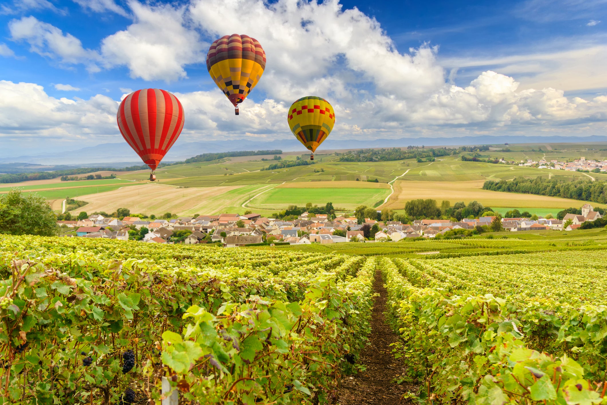 hot air balloons over vineyards