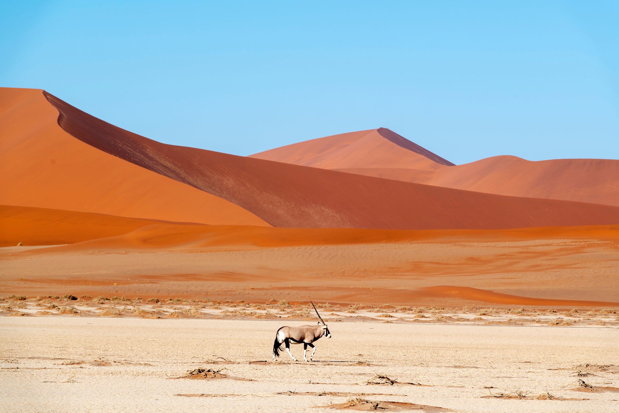 An oryx in the Namib Desert