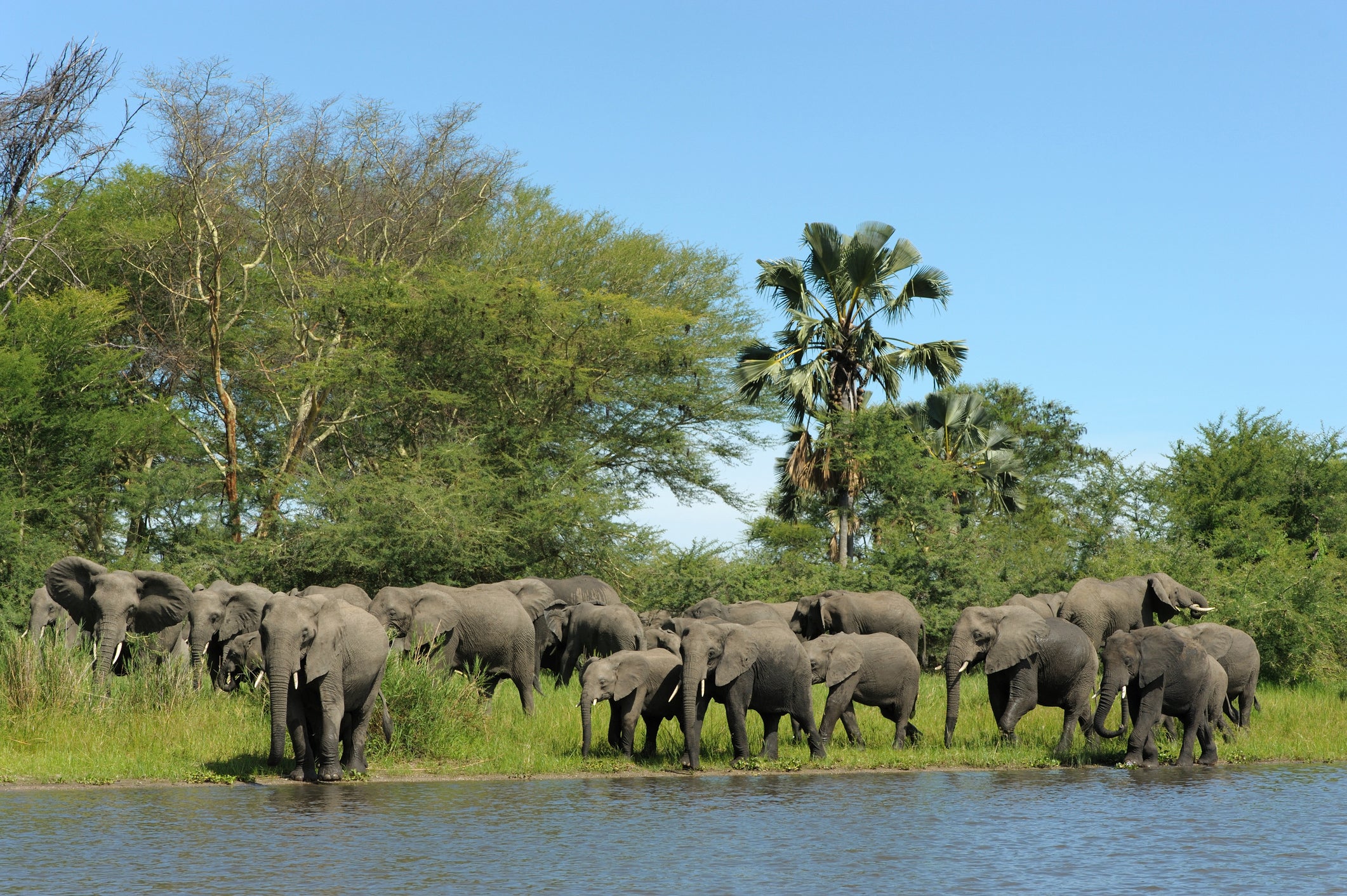 elephants by river