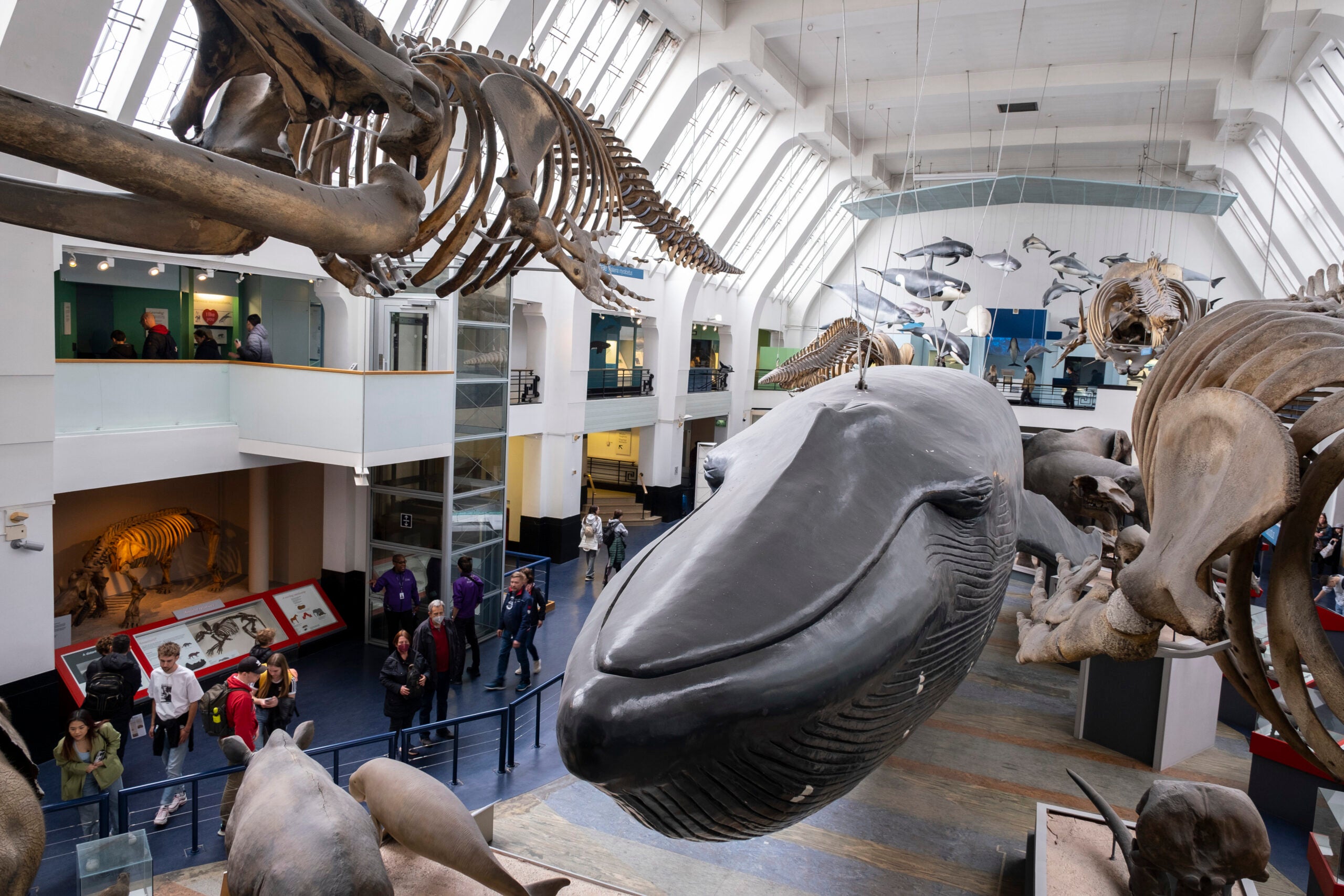 Inside the Natural History Museum.
