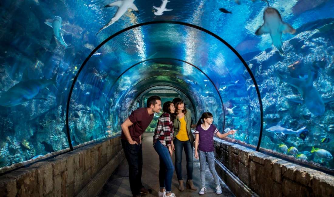 Can Kids Have a Good Time in Las Vegas? The Points Guy