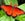 Children can learn all about butterflies like this one at the Butterfly Pavilion