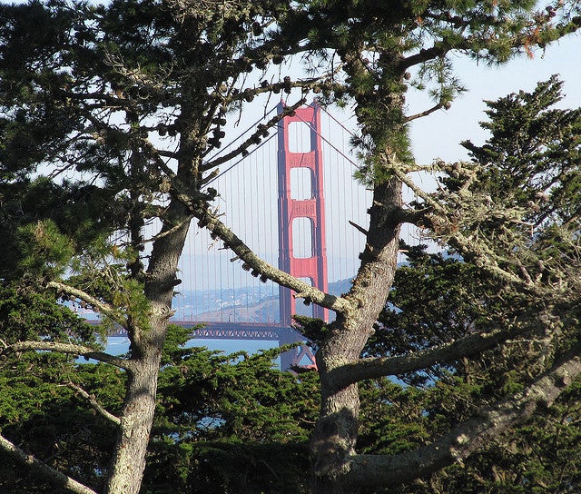 golden-gate-bridge-from-lincoln-park-san-francsico-melaie-wynne