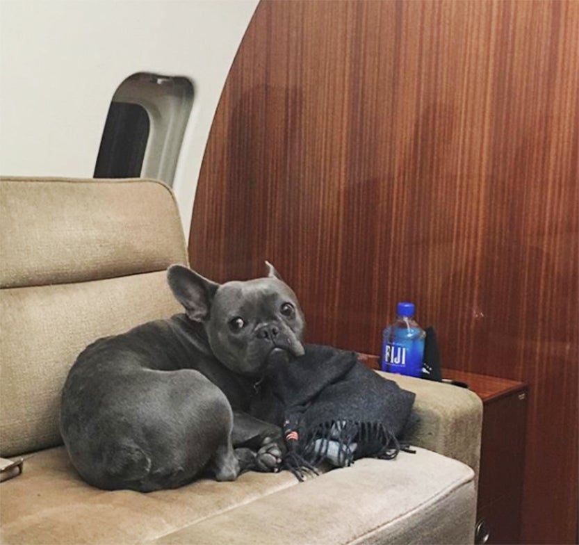 Traveling With Pets Airline and Hotel Policy Roundup