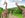 Giraffes on safari in Kruger Park South Africa - Courtesy of Shutterstock