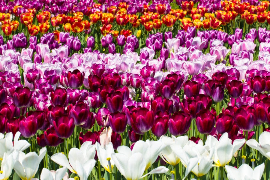 Keukenhof Park tulips. Photo courtesy of Shutterstock