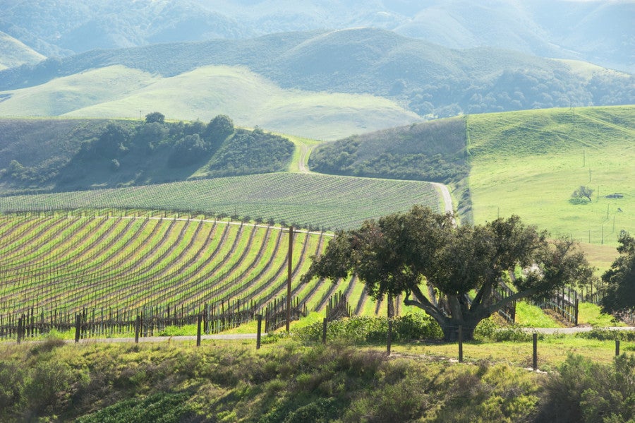 Vineyards on the rolling hills of Paso Robles. Photo courtesy of Shutterstock.
