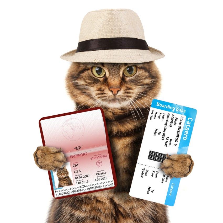 U K Pet Passports Are No Longer Valid For Holidays In The E U How   Cat With Passport 