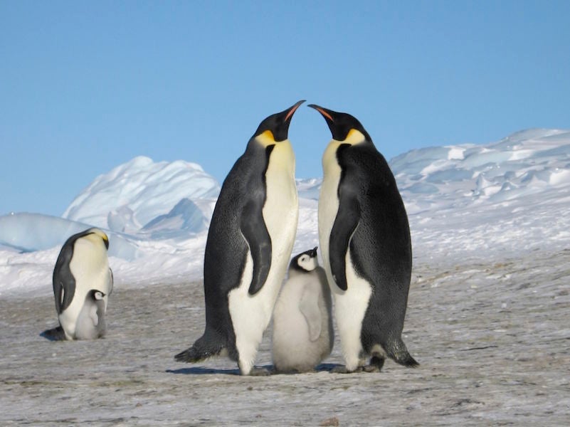 white-desert-antarctica-penguins