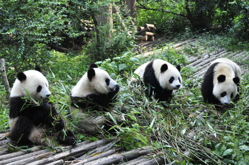 China's New Giant Panda National Park Is Opening Soon