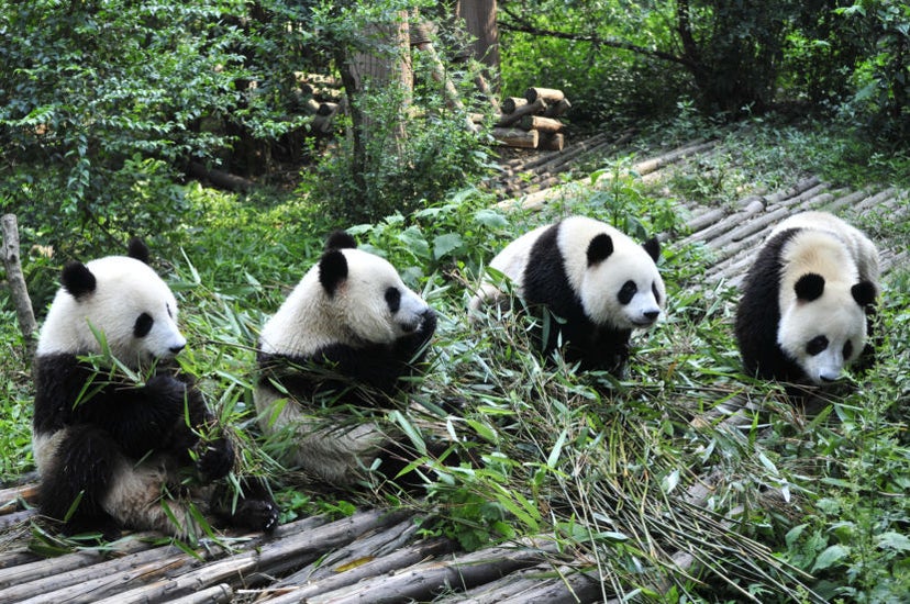 China's New Giant Panda National Park Is Opening Soon - The Points Guy