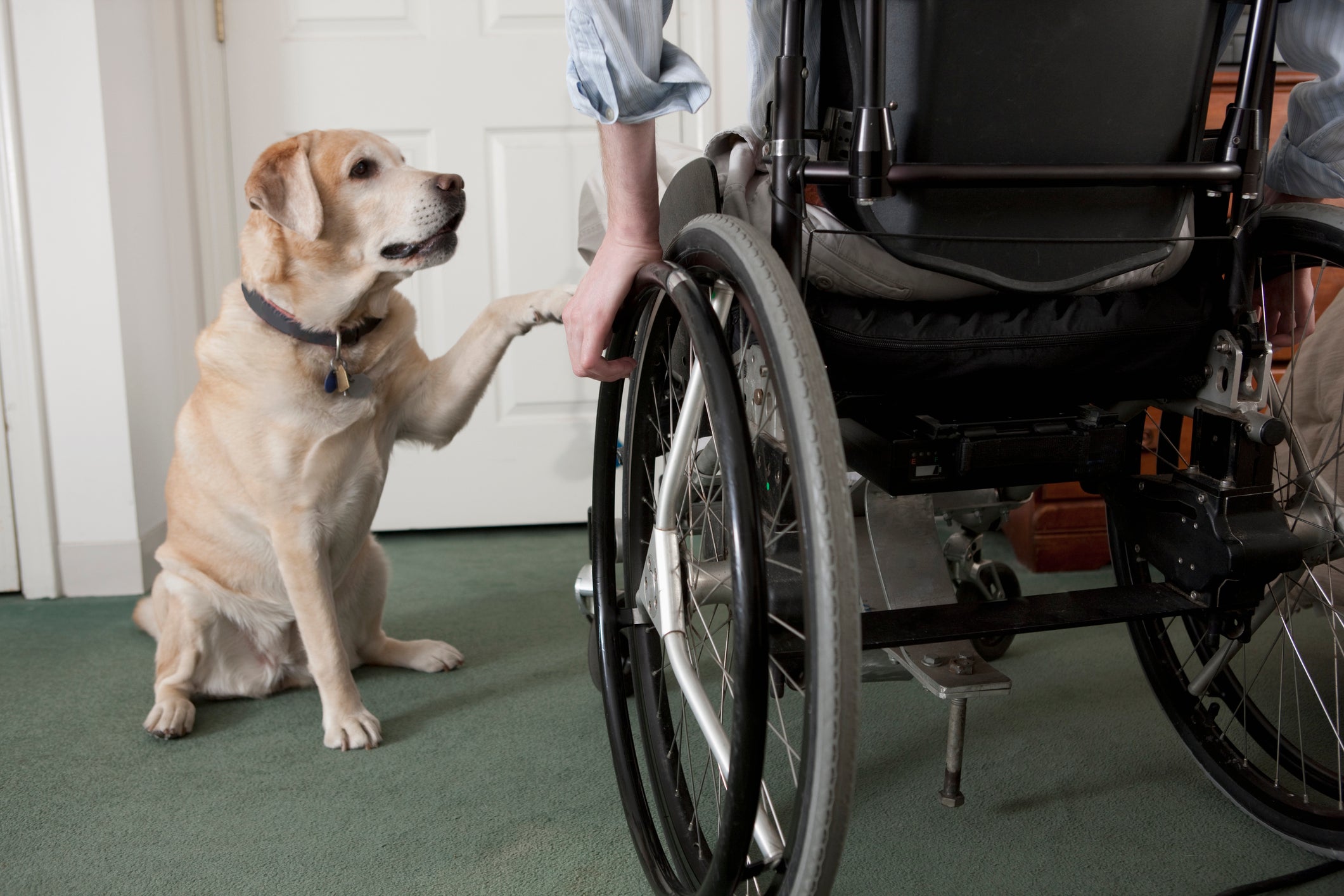 can uber drivers have service dogs