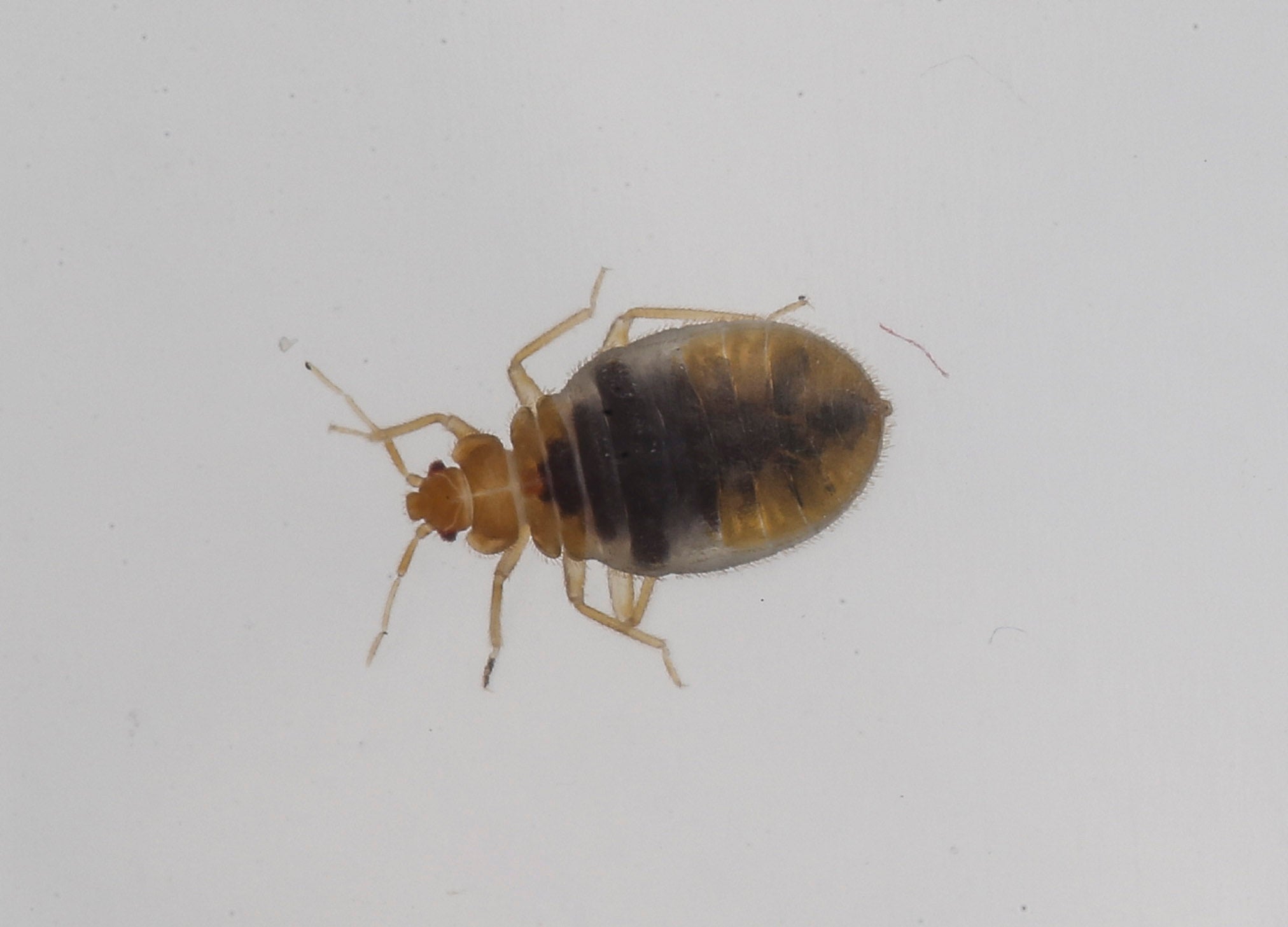 Close Up Of Bed Bug