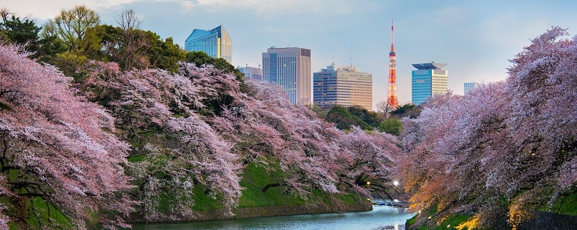 Sakura blossom at Kitanomaru Garden, Tokyo, Japan
