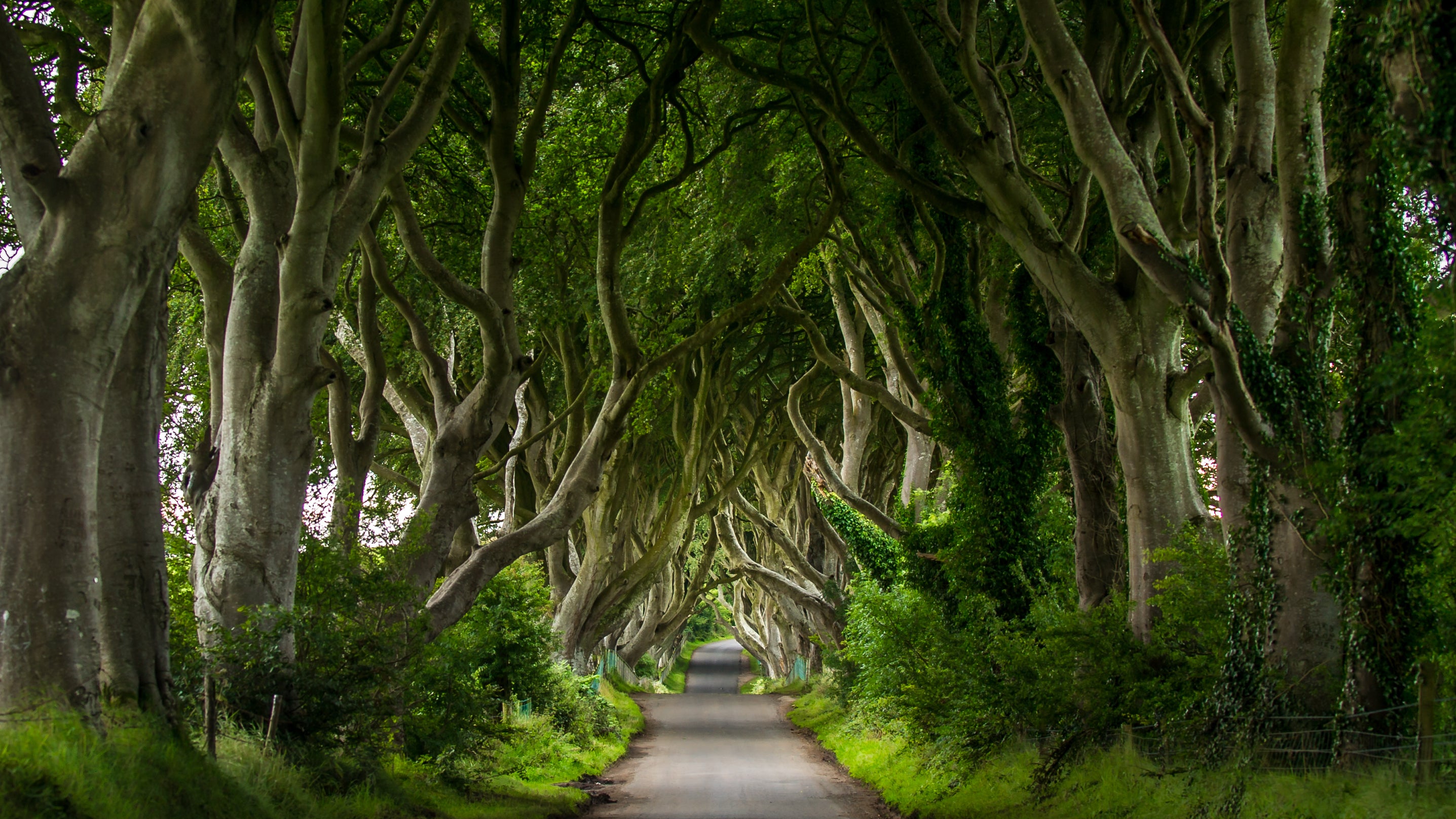 Dark Hedges Northern Ireland