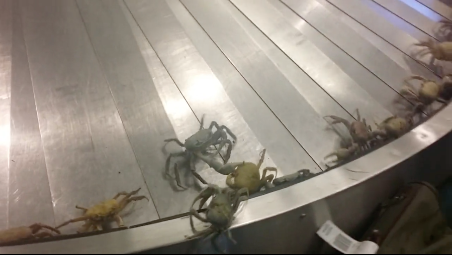 baggage claim crabs