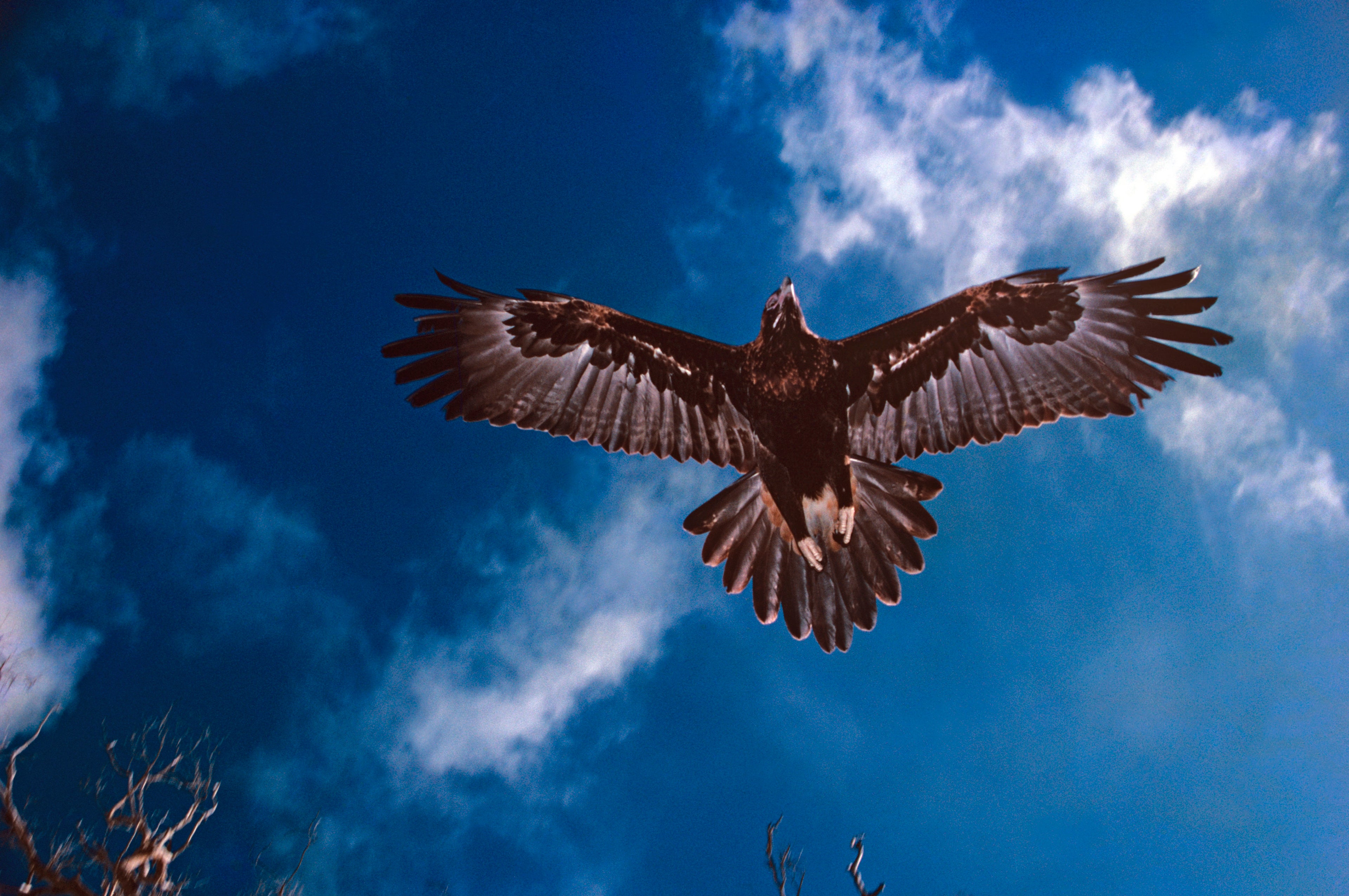 Wedge-tailed eagle