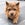Photo courtesy The Dogist