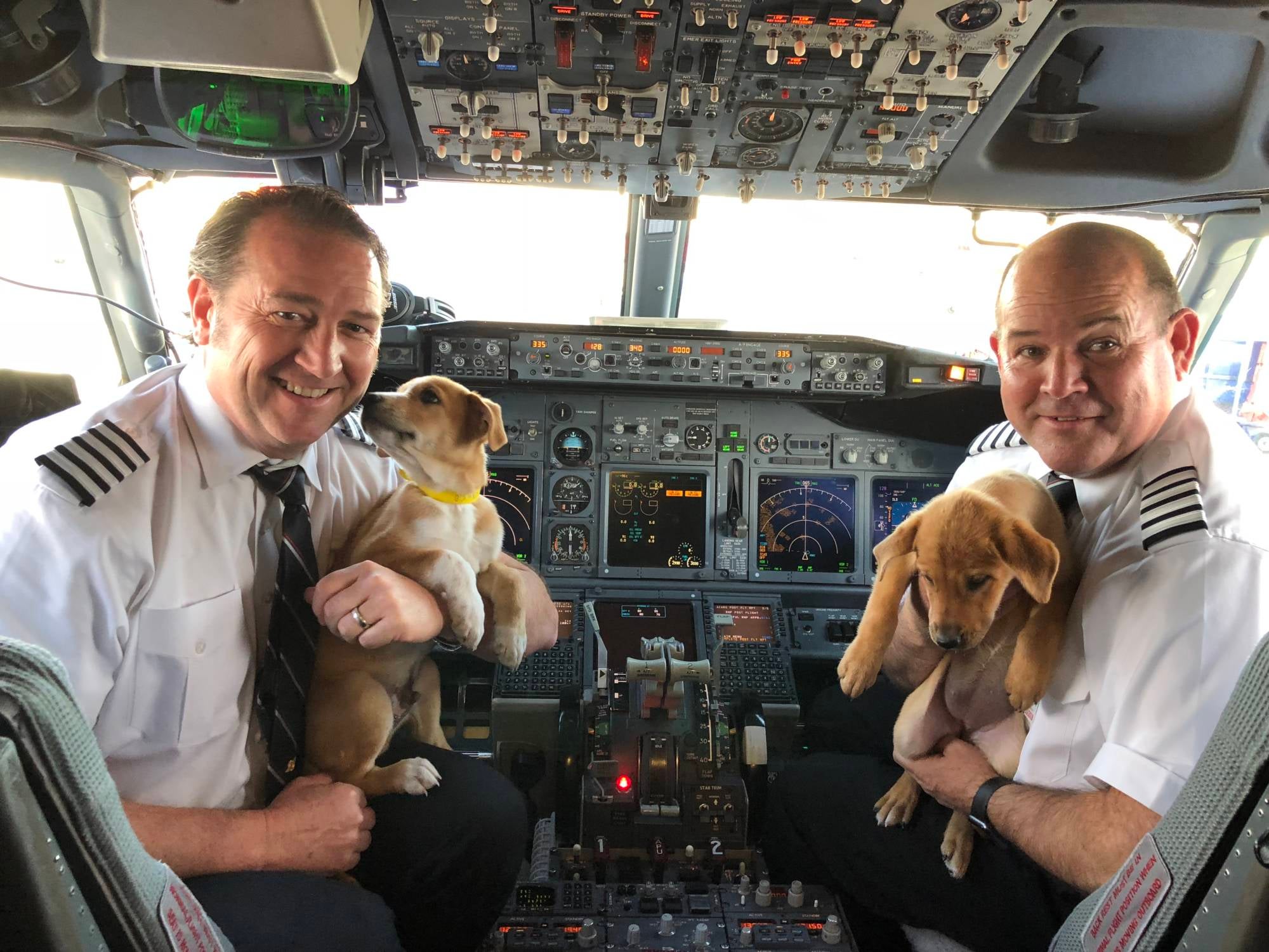 Southwest Flies 62 Puppies and Kittens Out of Puerto Rico
