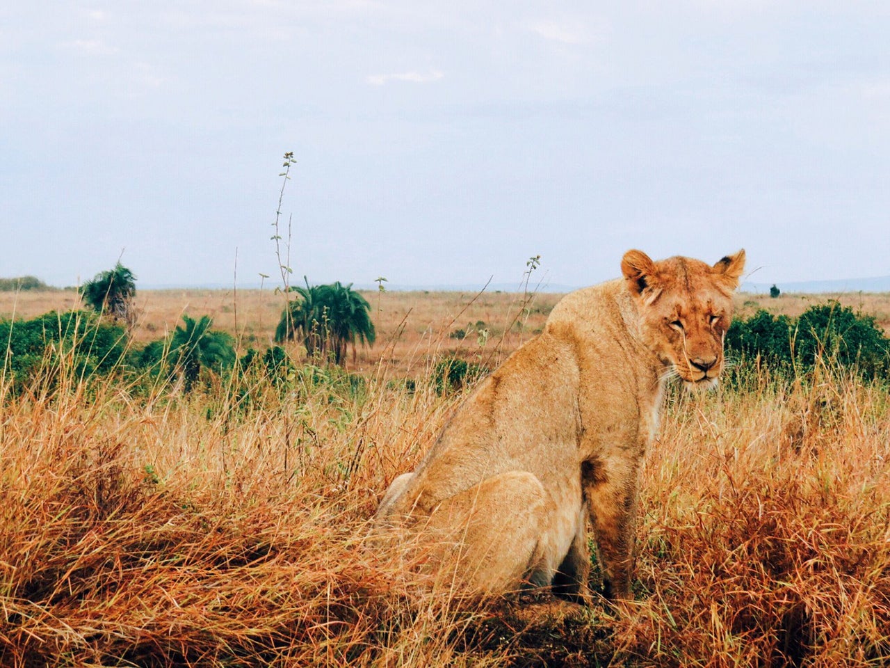 Lioness in the Nairobi National Park, Kenya