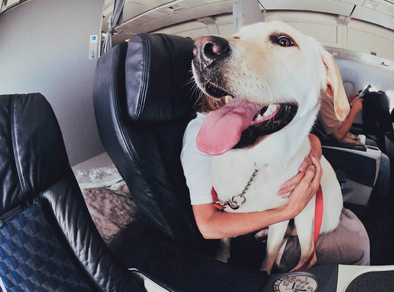 Dog On Airplane