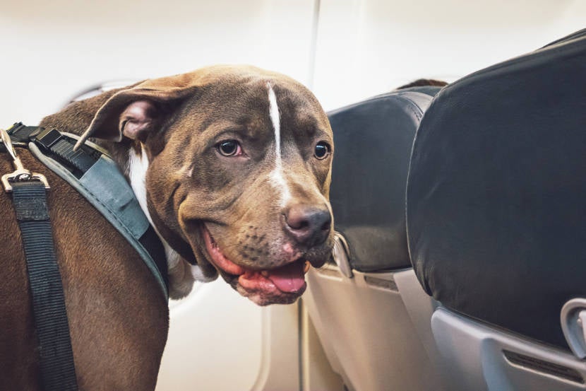 Dog Traveling on Airplane
