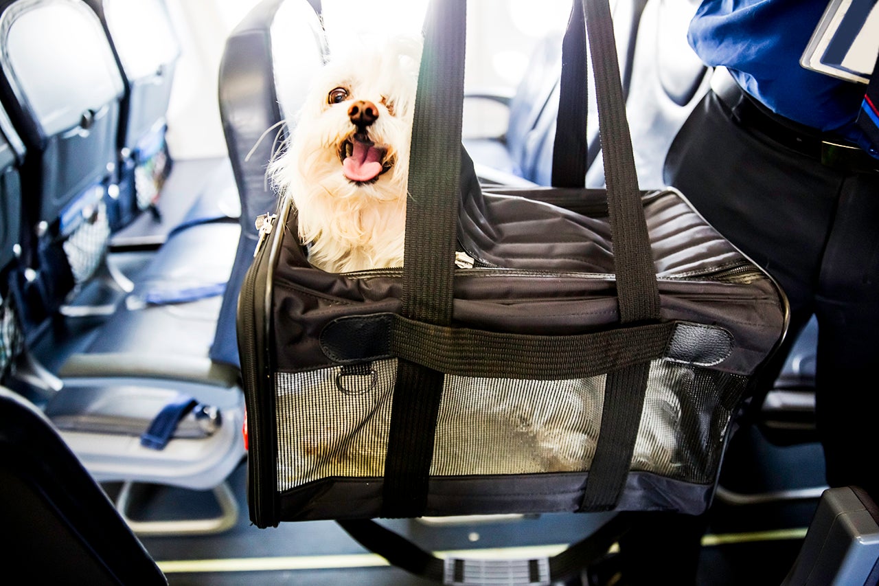 American Airlines Further Restricts Service, Emotional Support Animal Rules  - The Points Guy