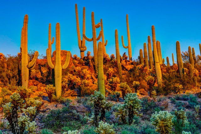 An Arizona Park Is Microchipping Plants To Stop Cactus Thieves - The ...