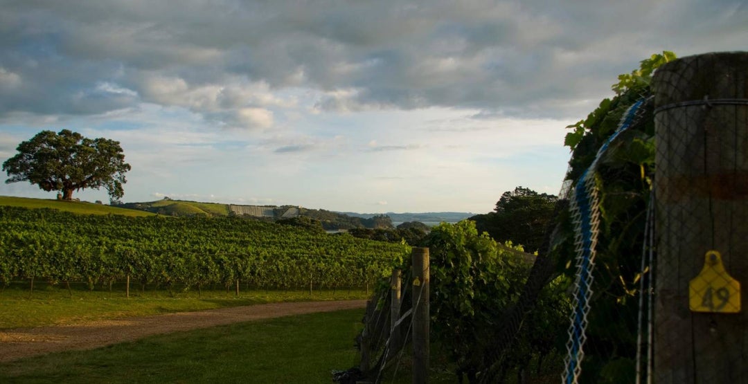 The Ultimate Drinking Guide to Auckland, New Zealand The Points Guy