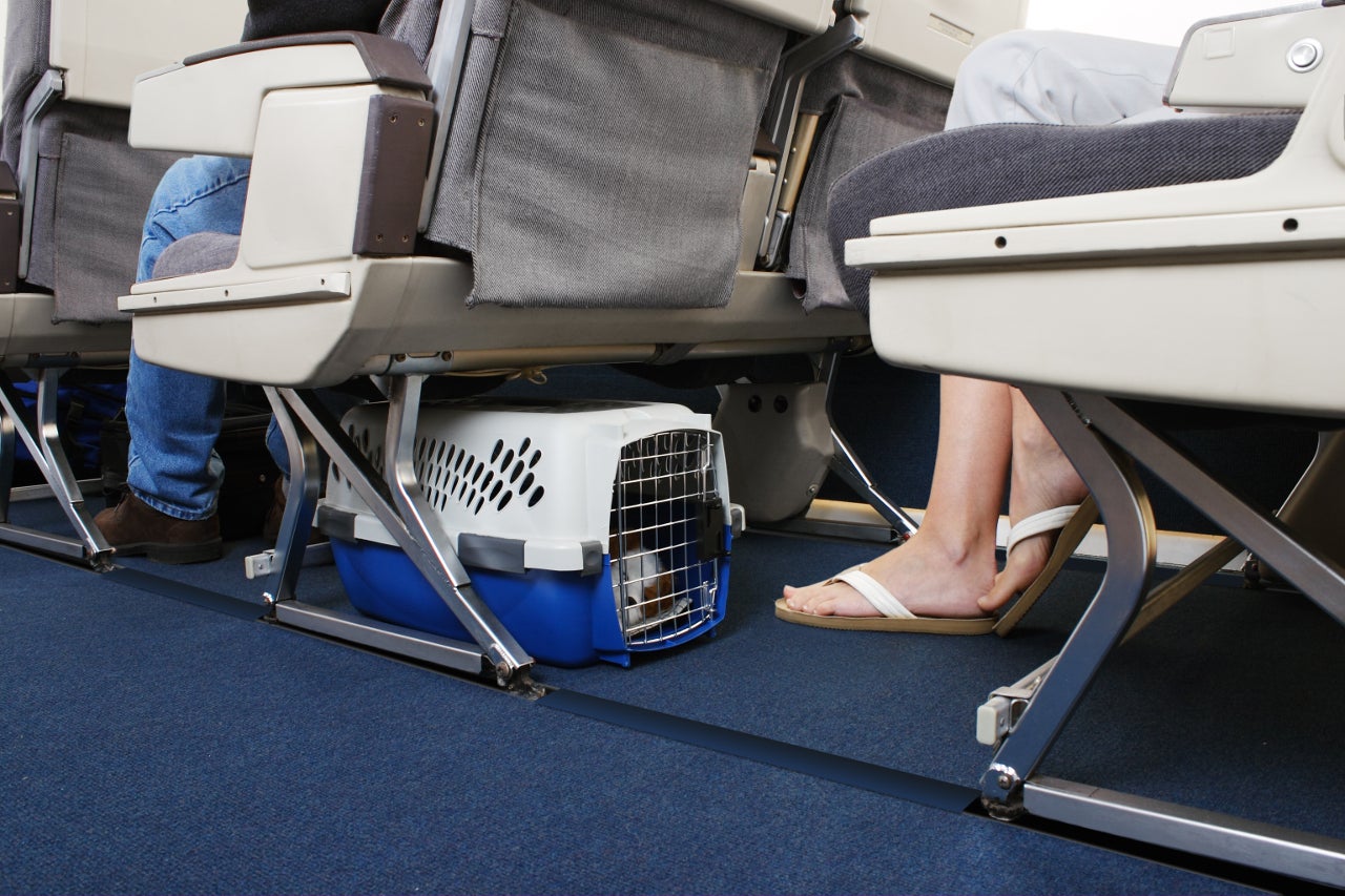 How to Fly To Europe With a Pet In Cabin The Points Guy