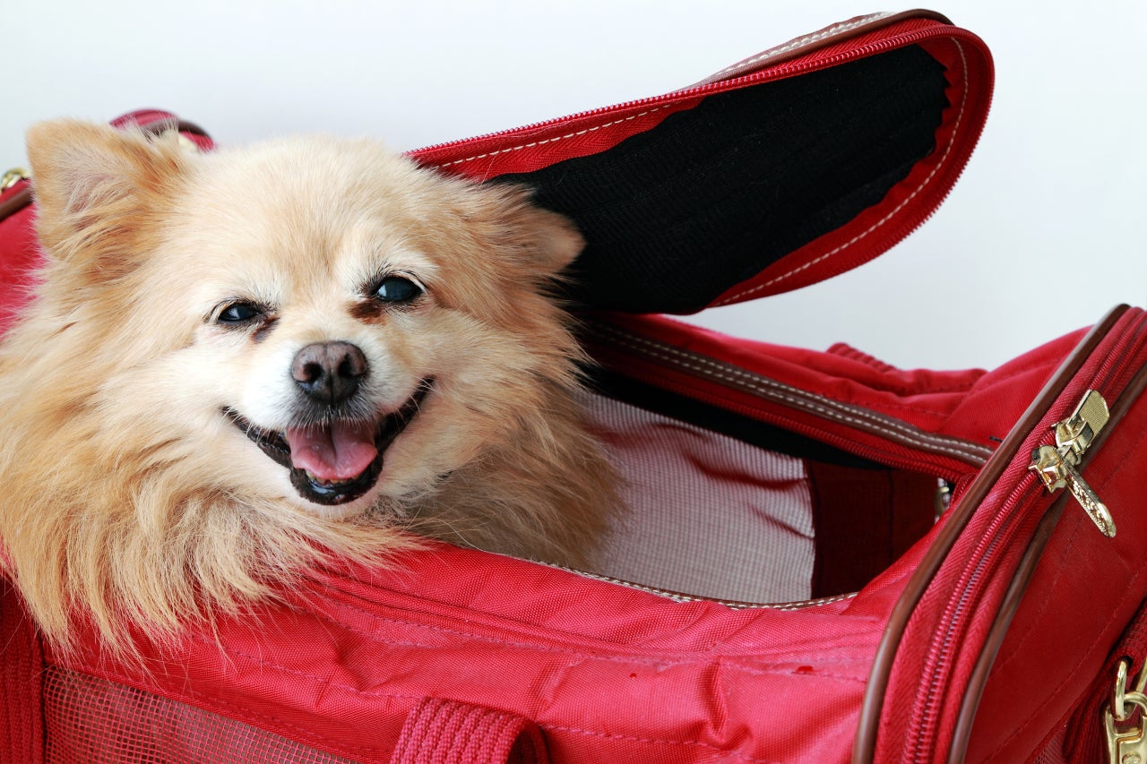 Small pet dog peeking out in air-line approved pet carrier