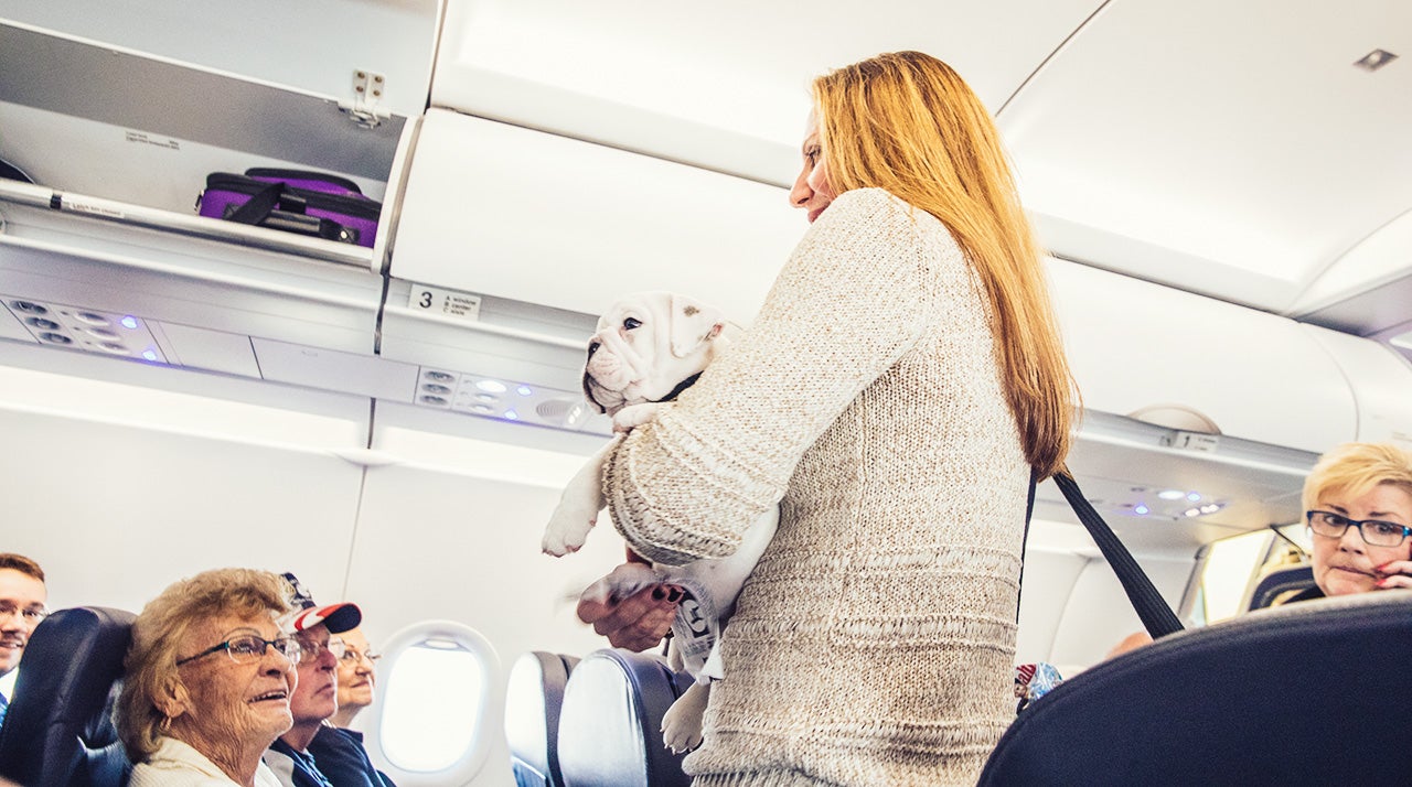 Bulldog puppy being held by owner as she finds her seat on an airplane