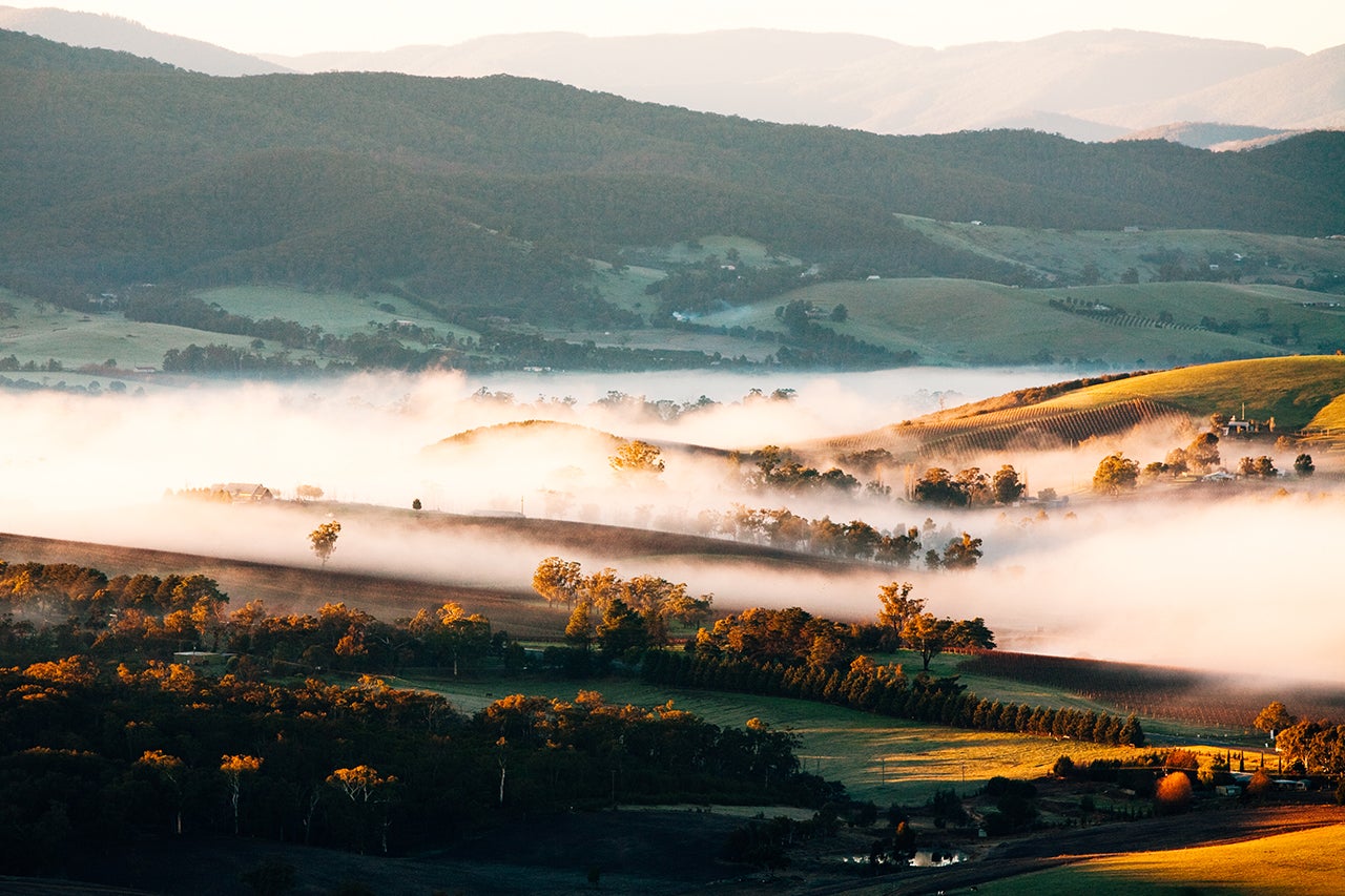 Yarra Valley Fog at Sunrise