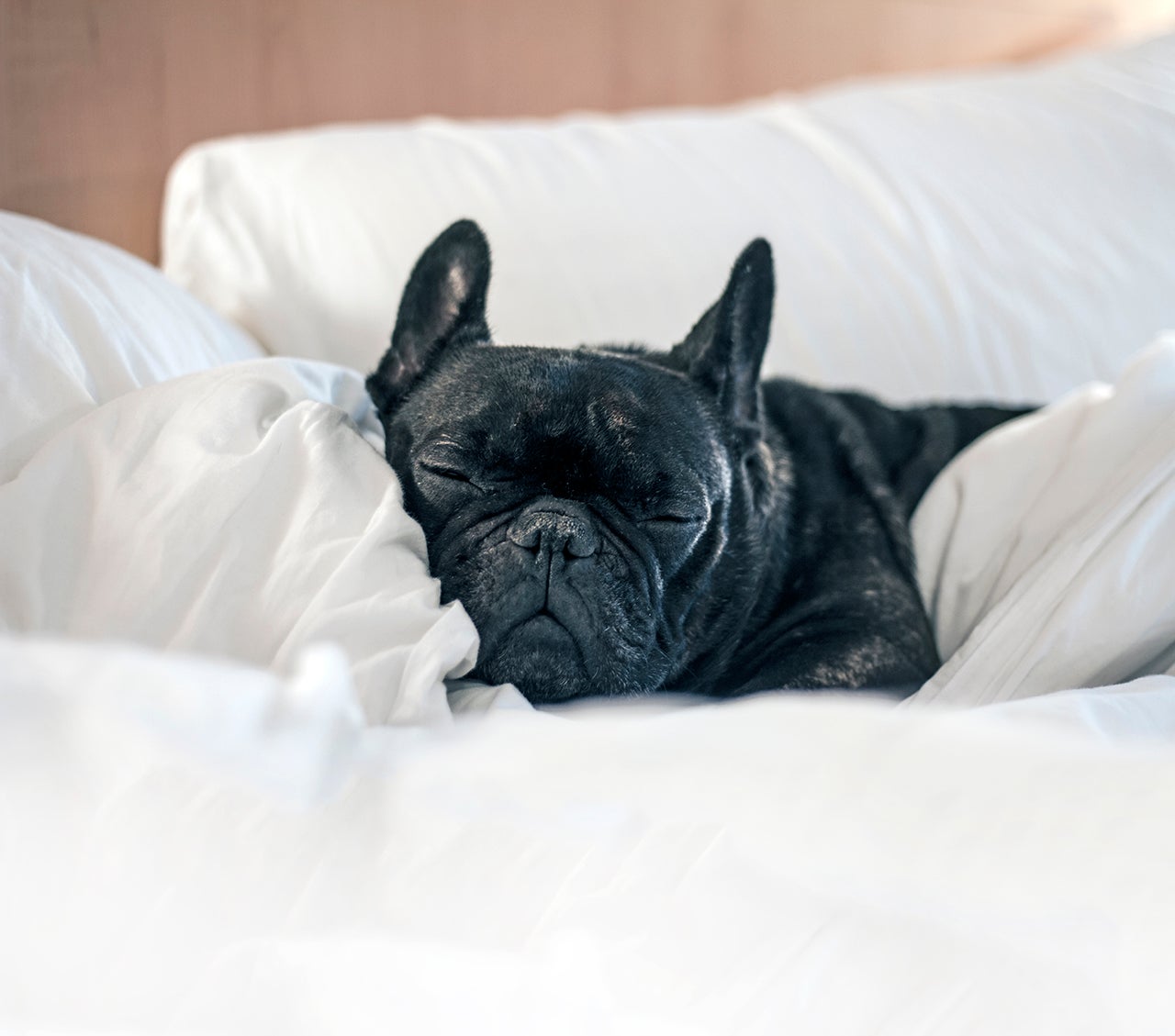 https://thepointsguy.global.ssl.fastly.net/us/originals/2018/05/dog-hotel-perks.jpg