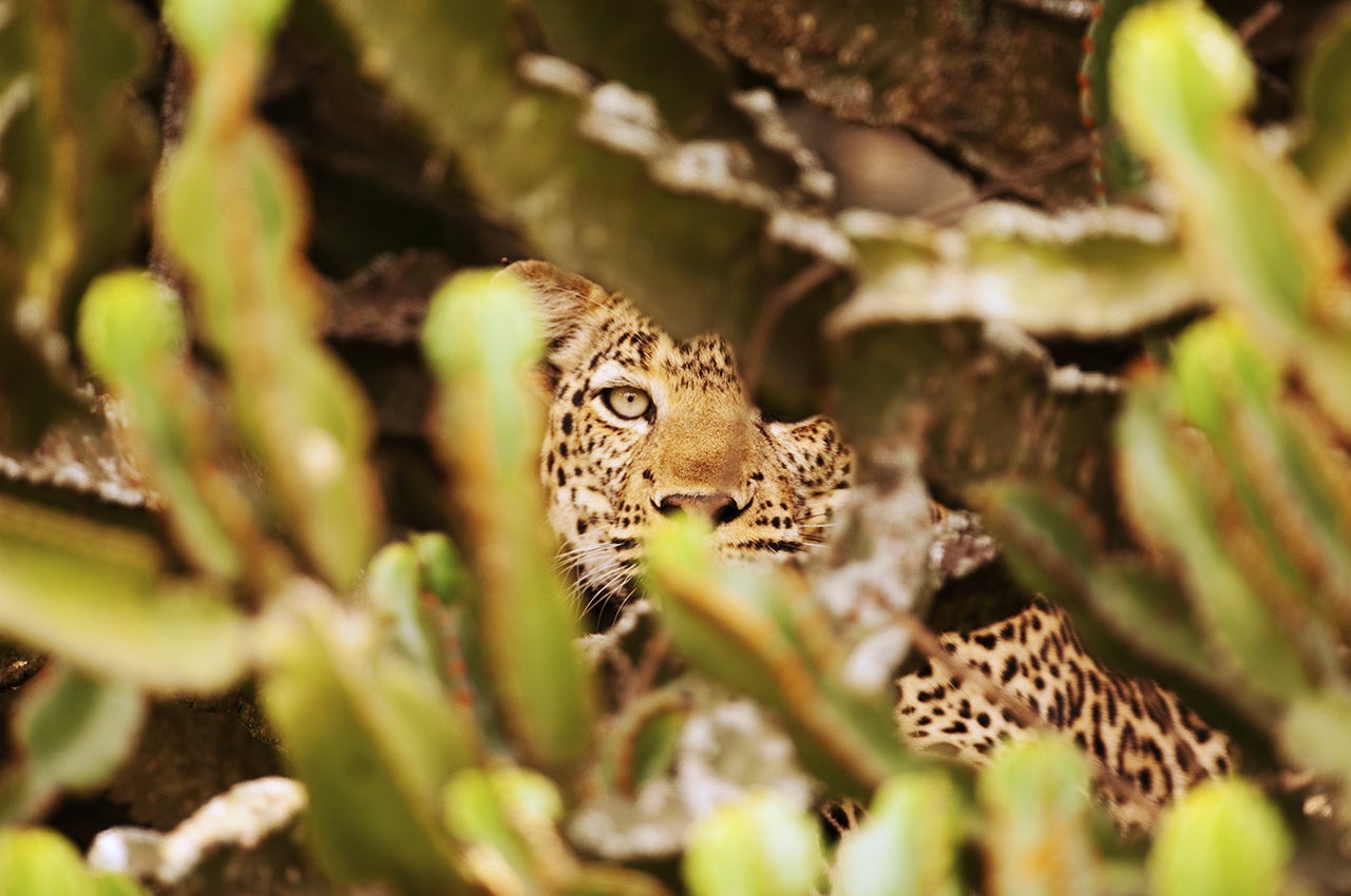 Leopard in Cactus