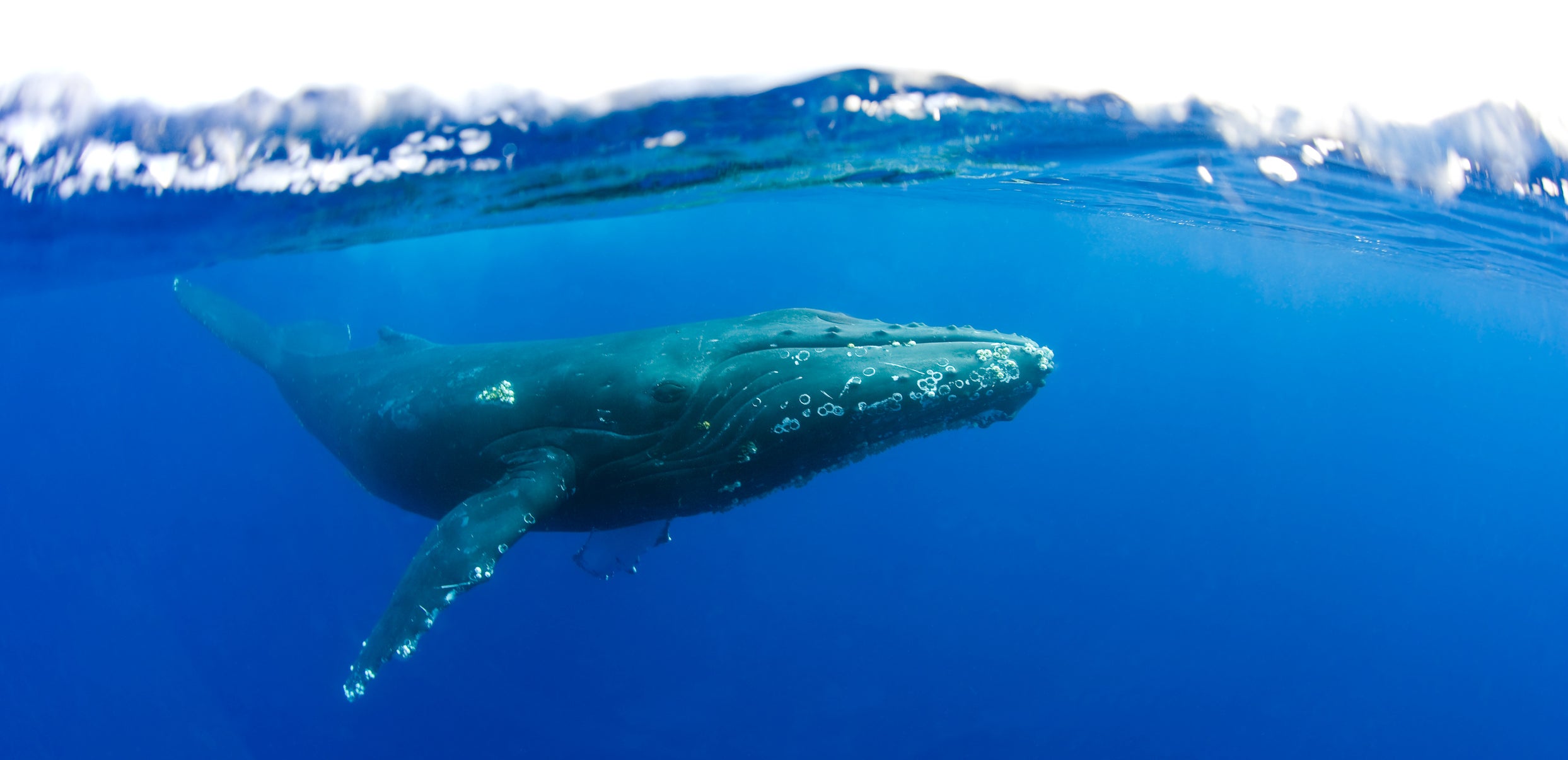 Video Paddle Boarder Bumps Into Humpback Whales The Points Guy   IMG WhaleBusinessSuccess 