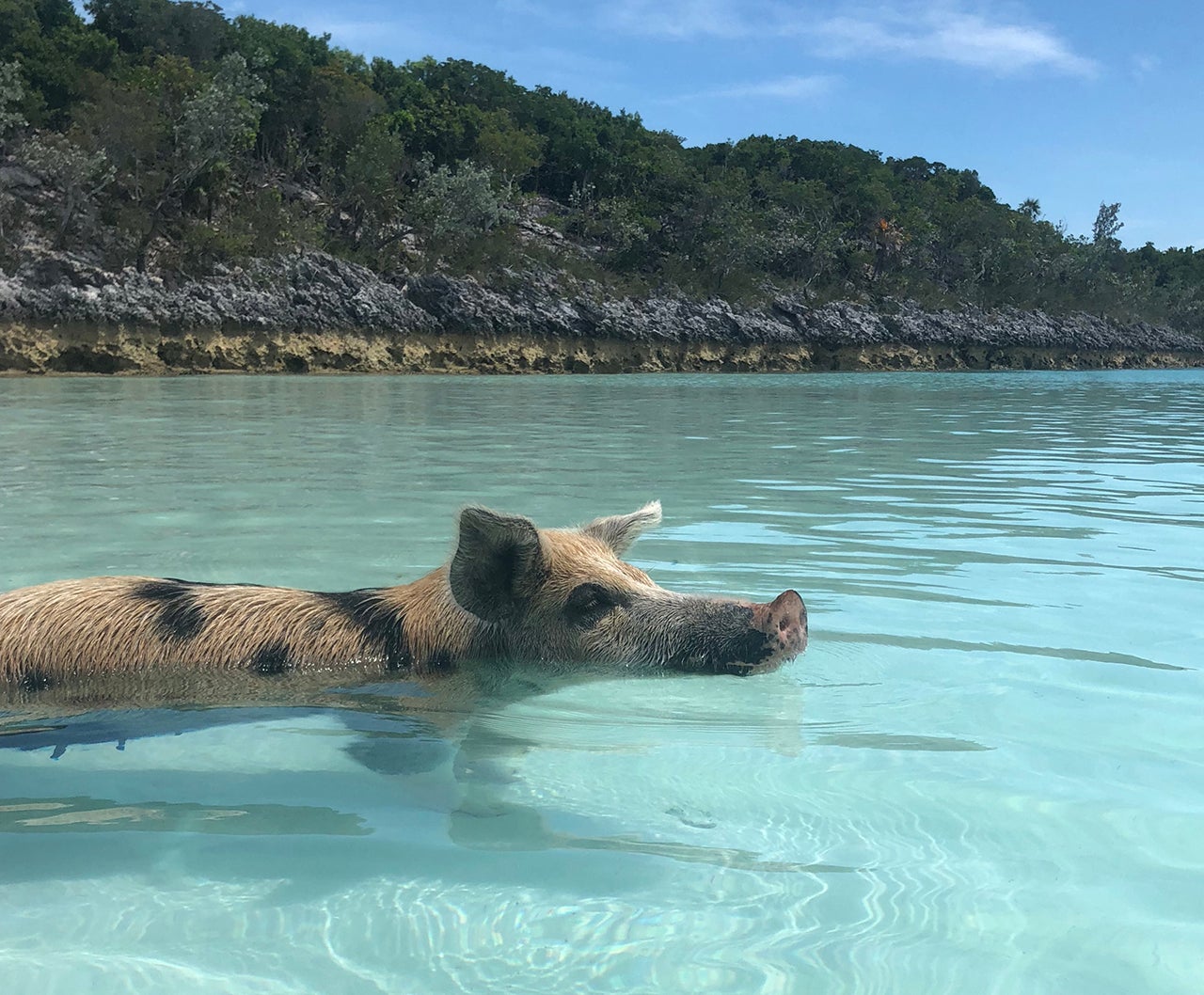 swimming pigs tour royal caribbean