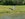 Blue Herron