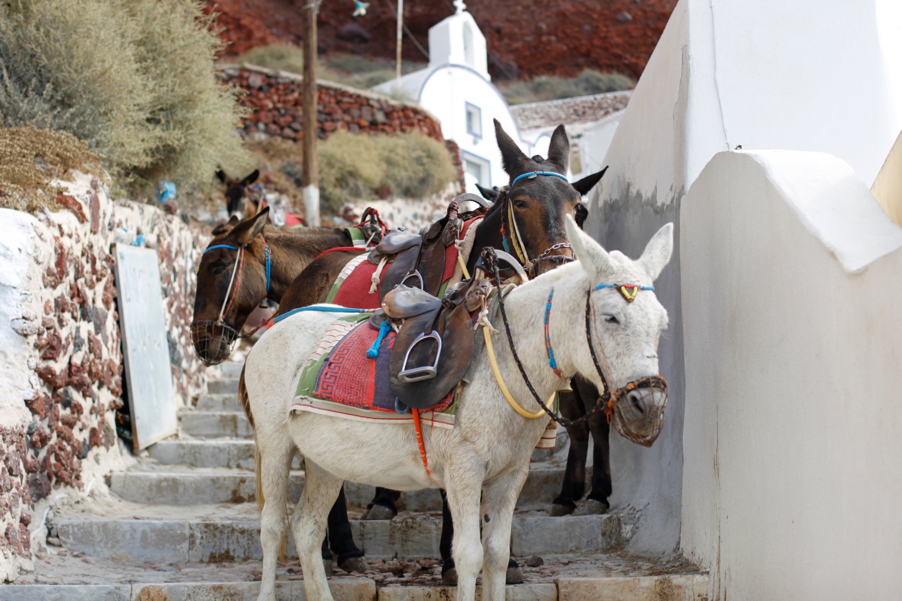 Donkey Ride on Greek Island of Santorini