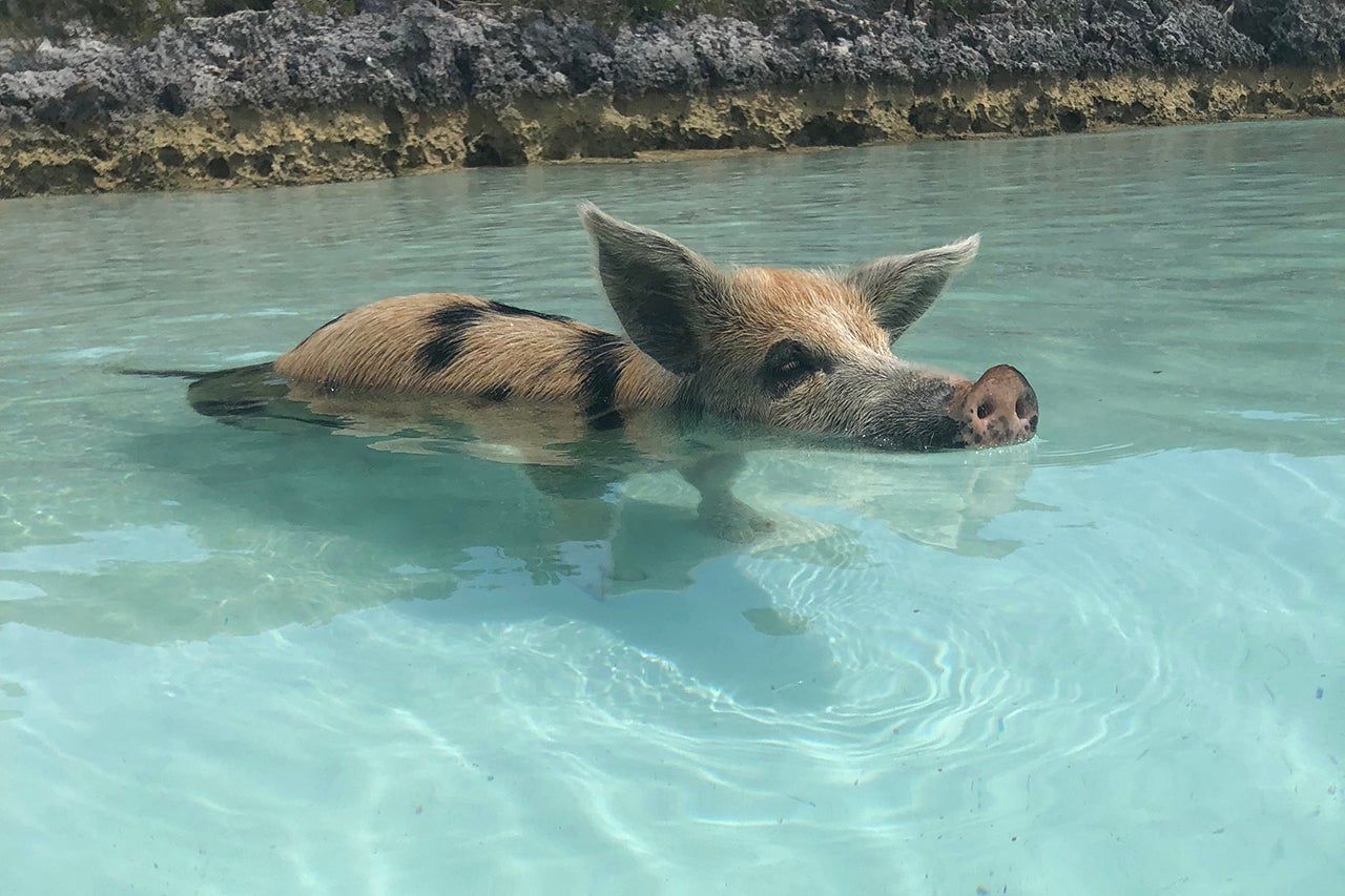 What to Expect If You Book a Swimming With Pigs Tour in the Bahamas