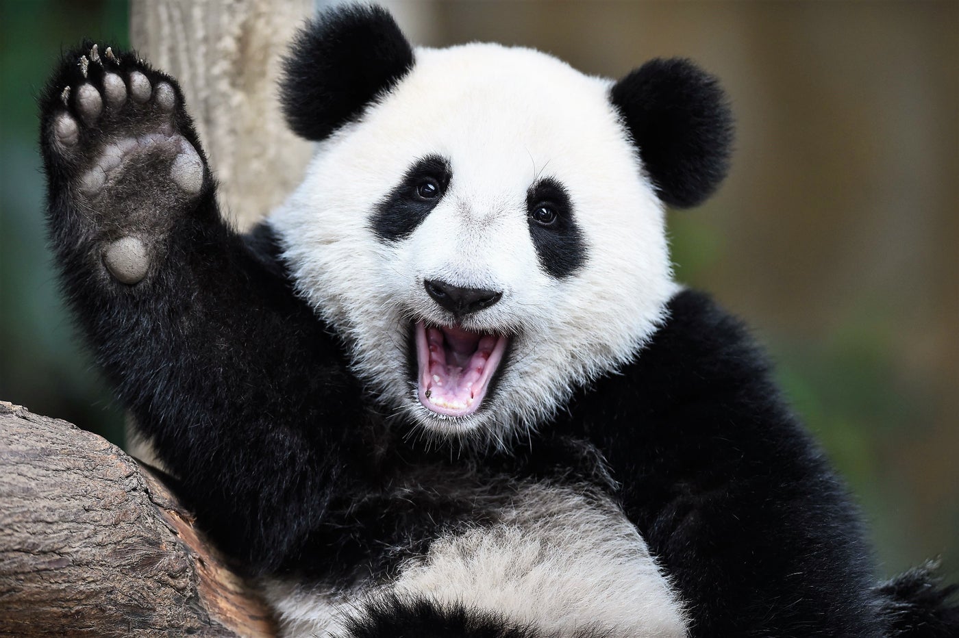 China's New Giant Panda National Park Is Opening Soon