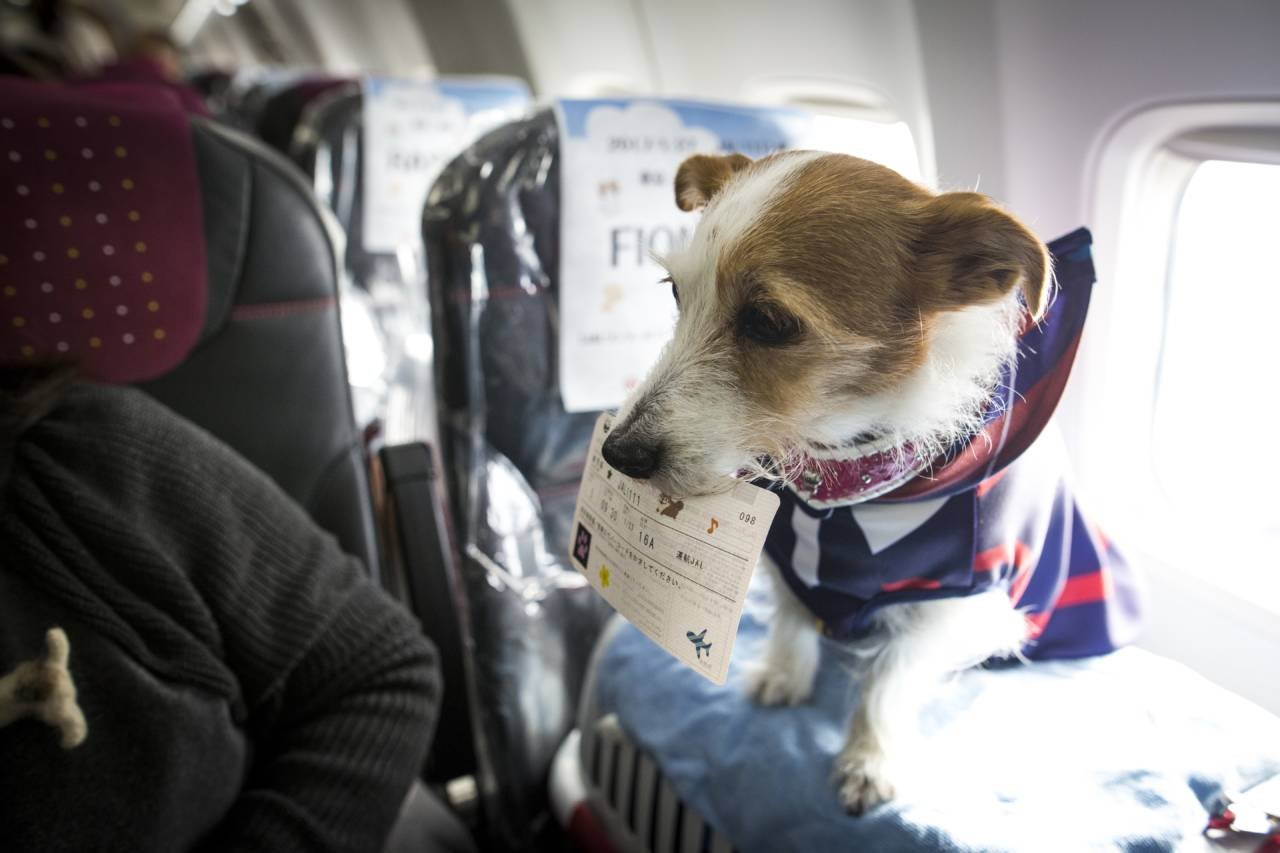 A comprehensive guide to traveling with pets The Points Guy