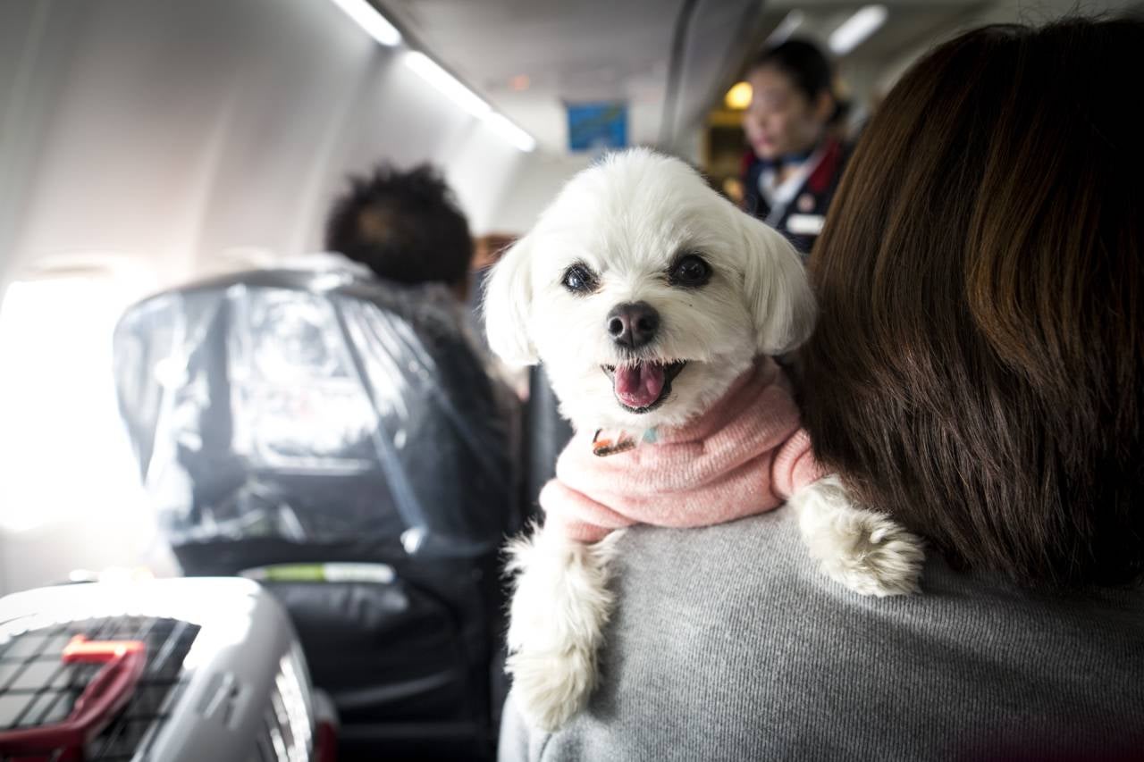 Dogs and their owners allowed to sit together on flight