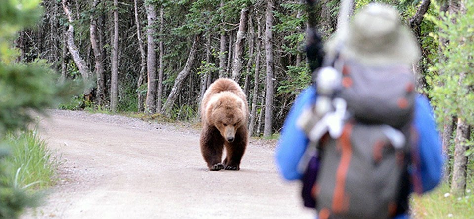 Bear approaching hiker