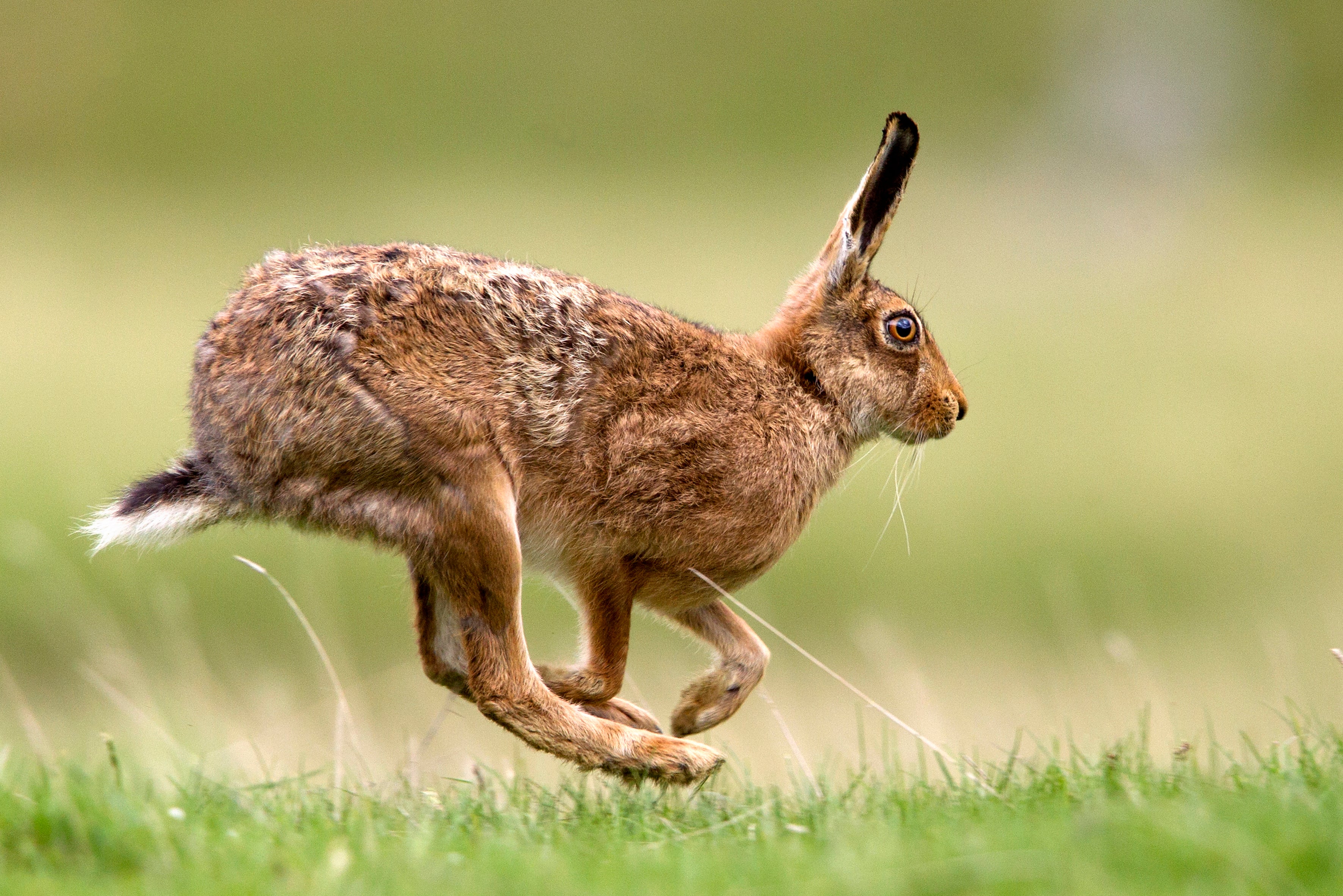 hare-y-landings-beware-of-critters-at-ukrainian-airports