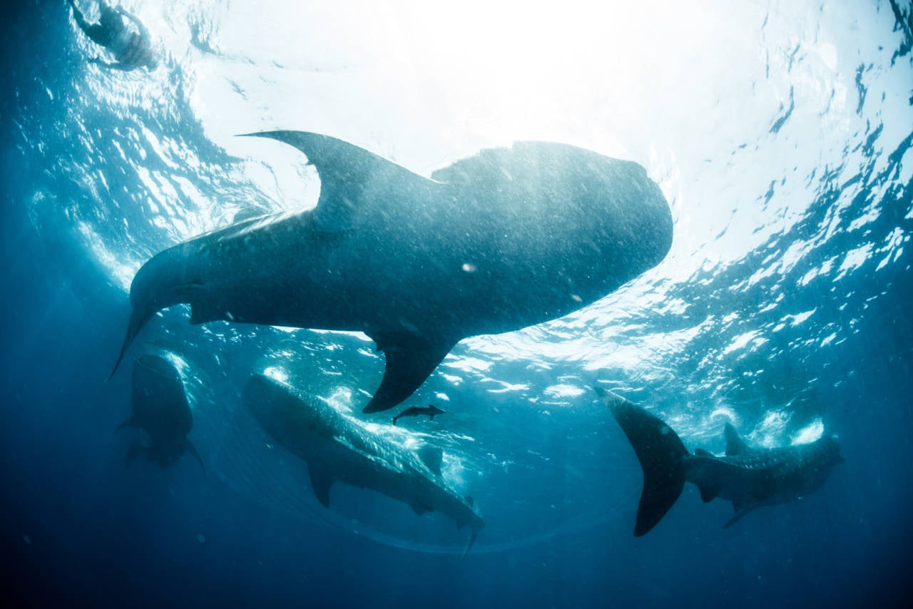 School of whale sharks near water surface, Cancun, Quintana Roo, Mexico, North America