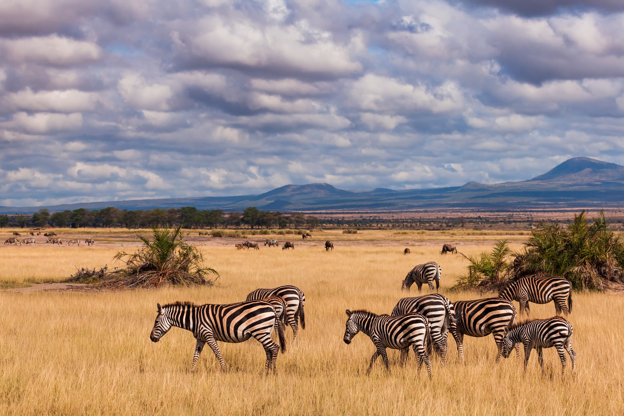 Zebras in the savannah, Amboseli, Kenya