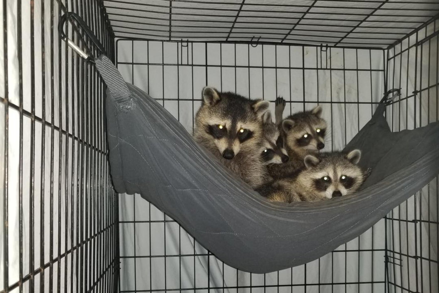 These Old Airline Blankets Get a Second Life at Animal Rehab Center